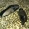 Sholl ni br cip