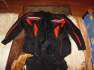 Rush-M 4XL Protektoros s bels blses kabt s nadrg
