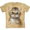 Brown Striped Kitten gyermek macsks amerikai the Mountain pl