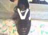 Nike Foci cip